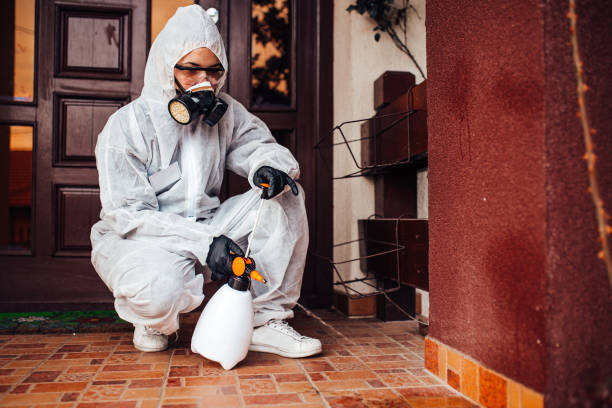 Attic and Crawl Space Rodent Treatment in Pinetop-Lakeside